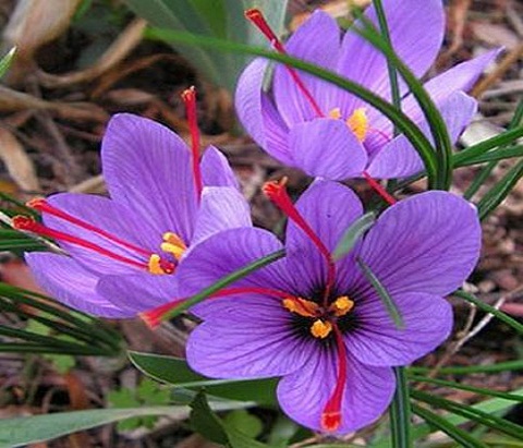 Saffron - Image 3